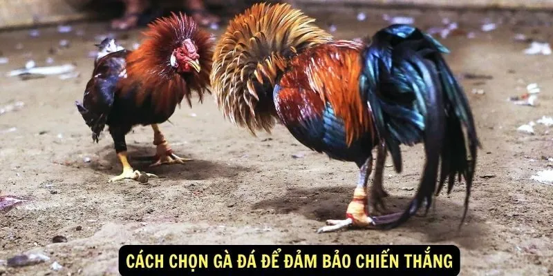 Bí quyết chơi đá gà qua cách nhận biết gà mạnh yếu